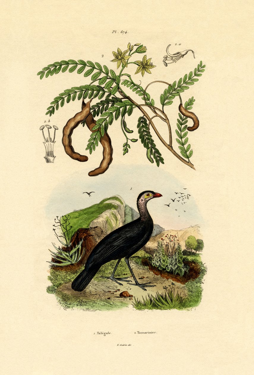 Australian Bush Turkki, 1833-39 tekijältä French School