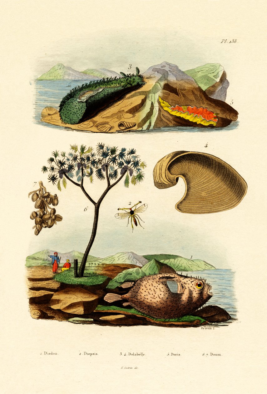 Ilmapallokala, 1833-39 tekijältä French School