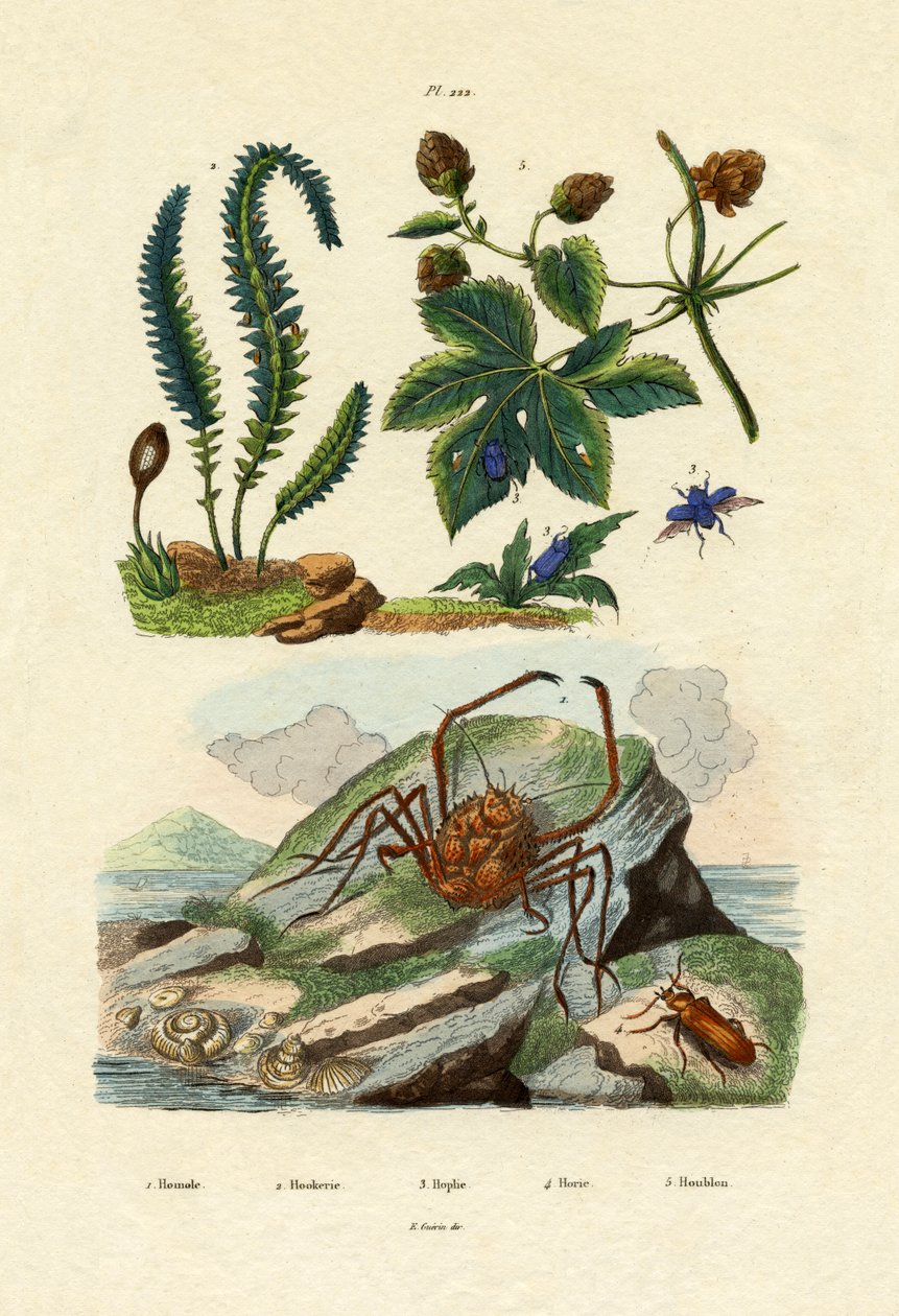 Barberry, 1833-39 tekijältä French School