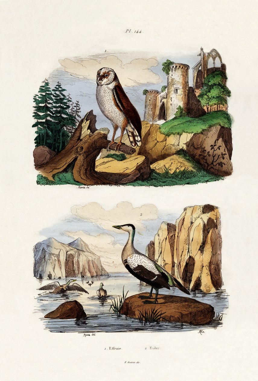 Pöllö, 1833-39 tekijältä French School