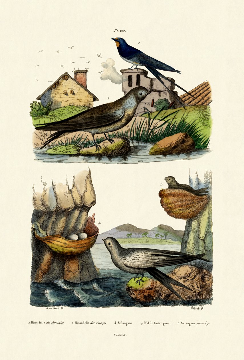 Pääskynen, 1833-39 tekijältä French School