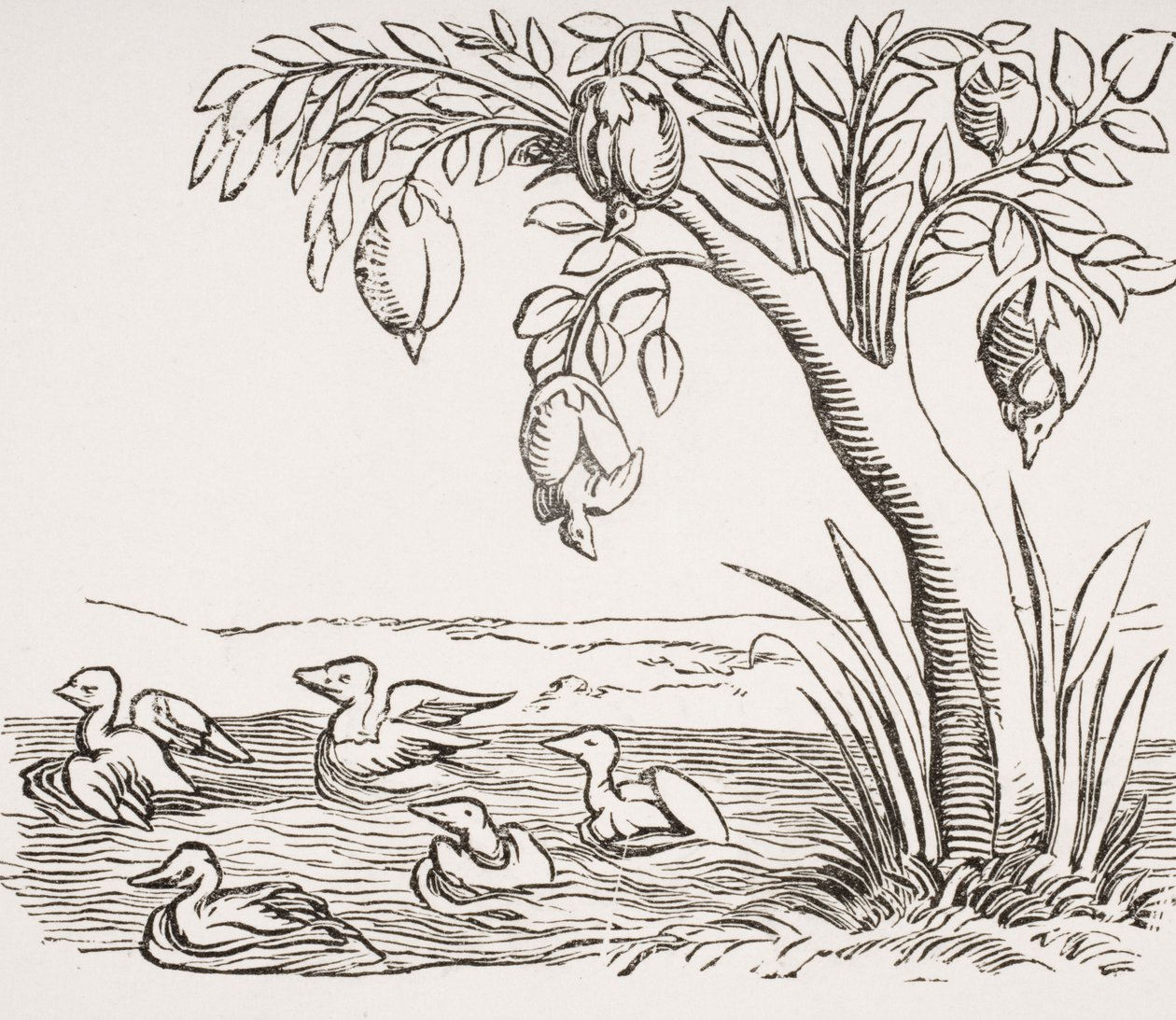 Barnacle Geese, vuonna 1847 julkaistun Paul Lacroixin (1806-84) teoksesta "Le Moyen Age et La Renaissance" Cosmographie Universelle, 1552 tekijältä French School