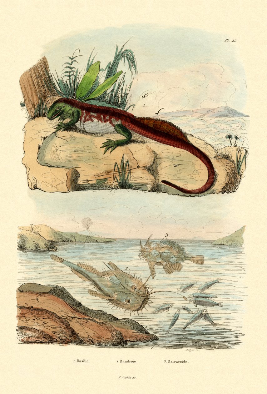 Basilisk, 1833-39 tekijältä French School