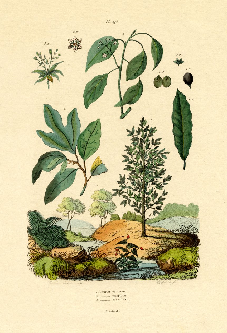 Bay Laurel, 1833-39 tekijältä French School