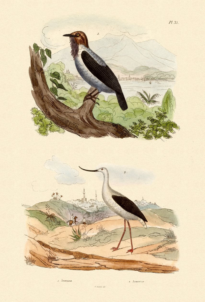 Bearded Bellbird, 1833-39 tekijältä French School
