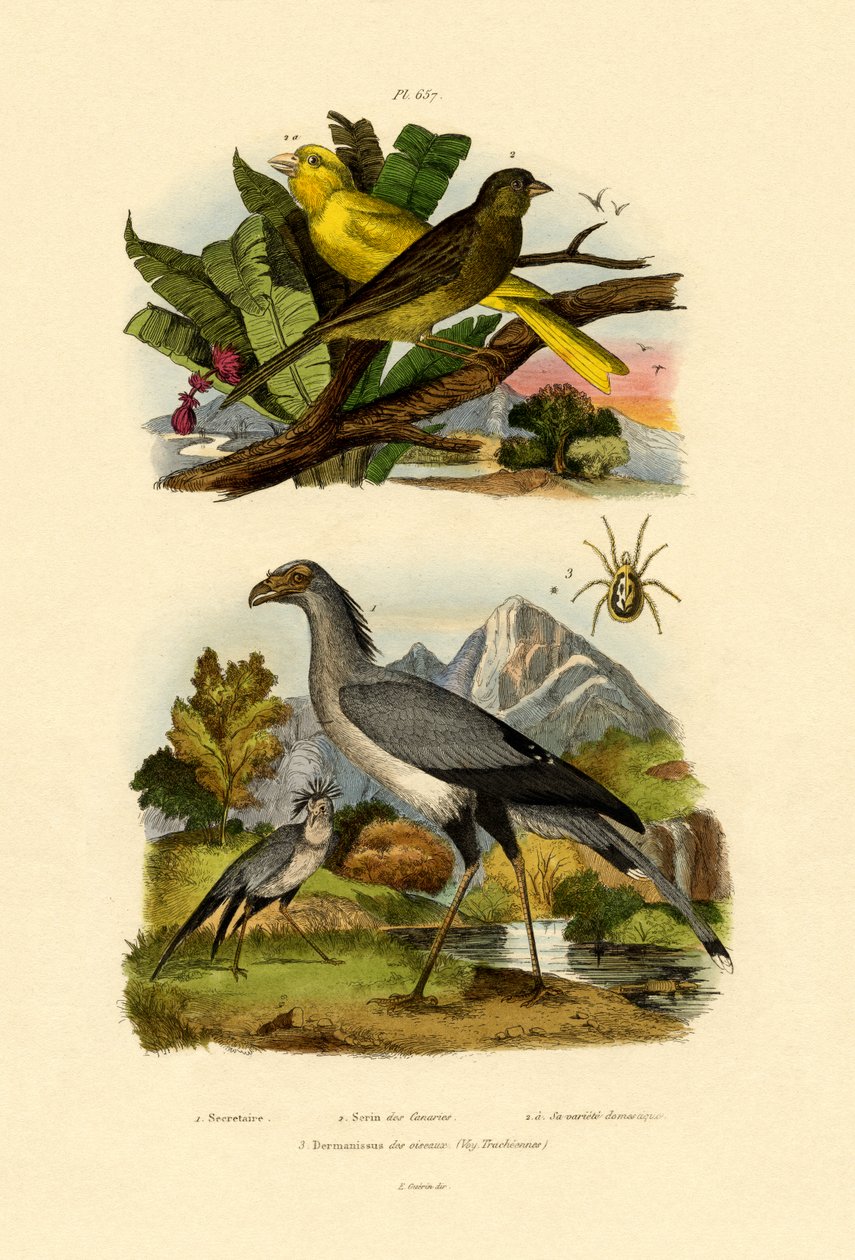 Bird Mite, 1833-39 tekijältä French School