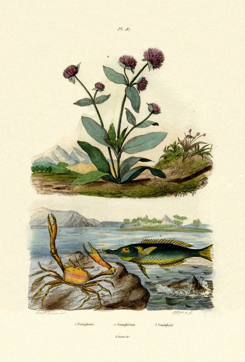 Bird Wrasse, 1833-39 tekijältä French School