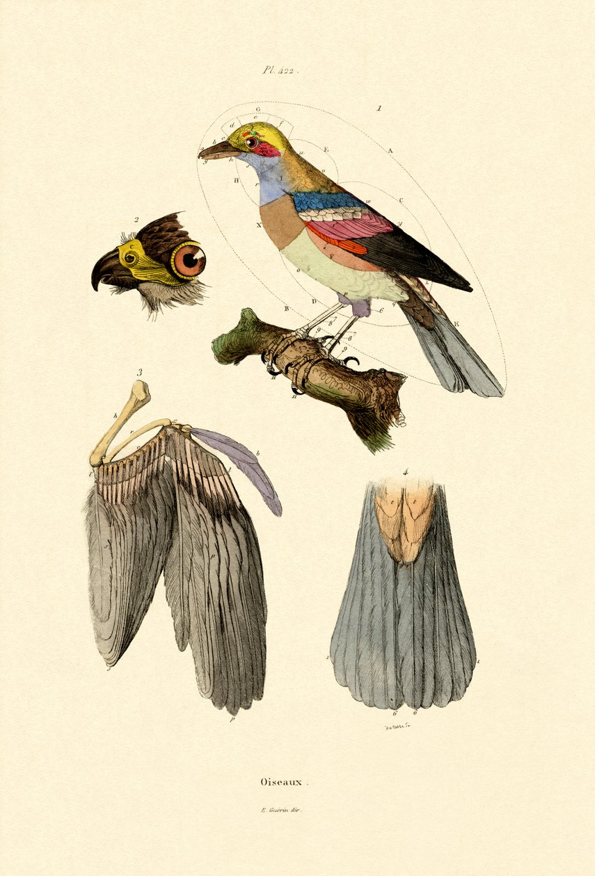 Linnut, 1833-39 tekijältä French School