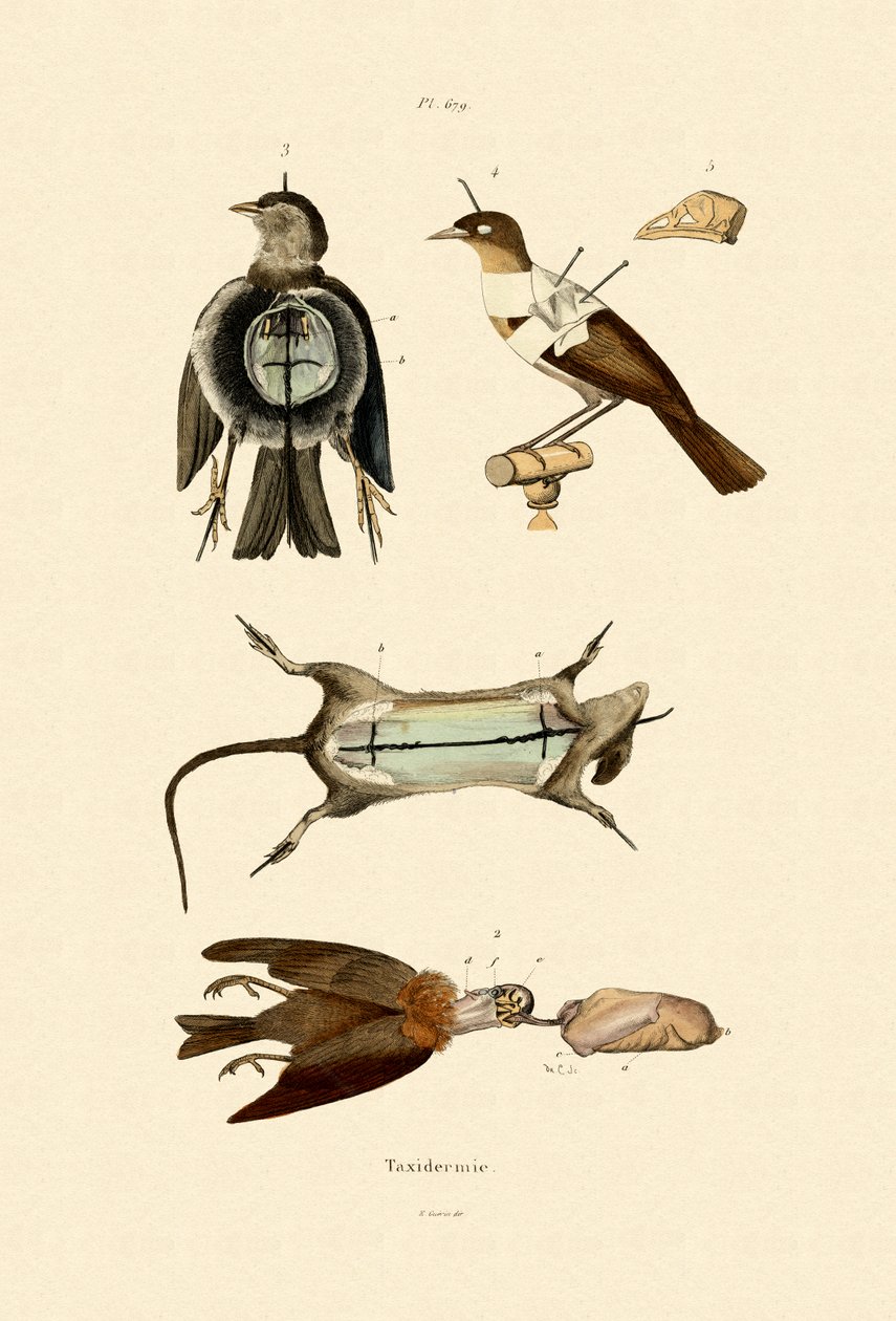 Linnut, 1833-39 tekijältä French School