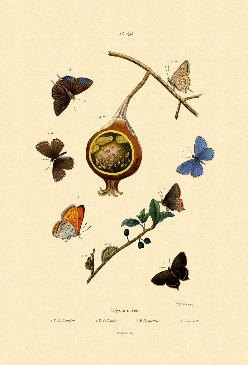 Black Hairstreak, 1833-39 tekijältä French School