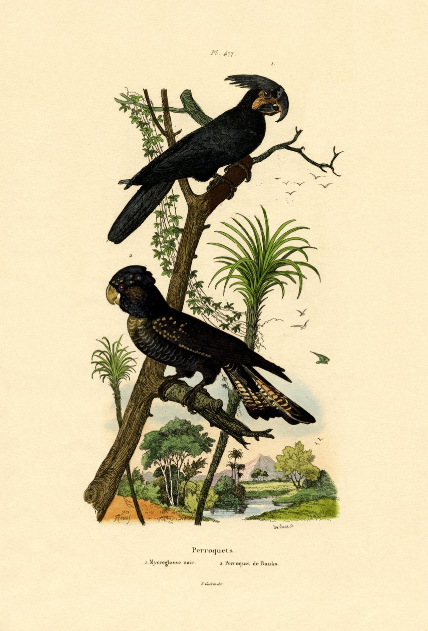 Black Palm Cockatoo, 1833-39 tekijältä French School