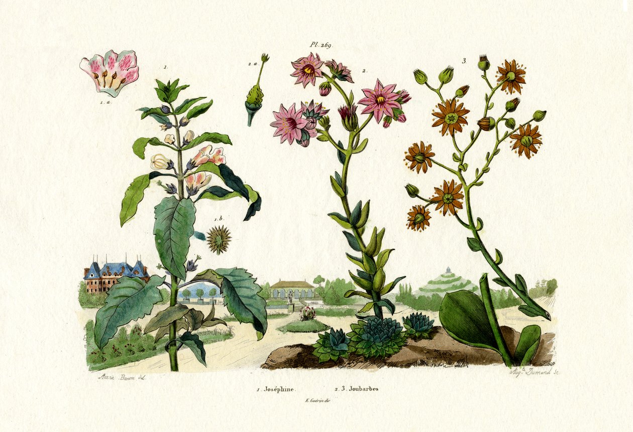 Bloodstones, 1833-39 tekijältä French School