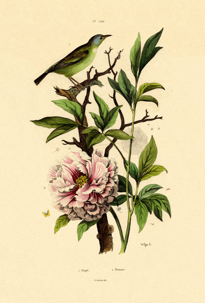 Blue Dacnis, 1833-39 tekijältä French School