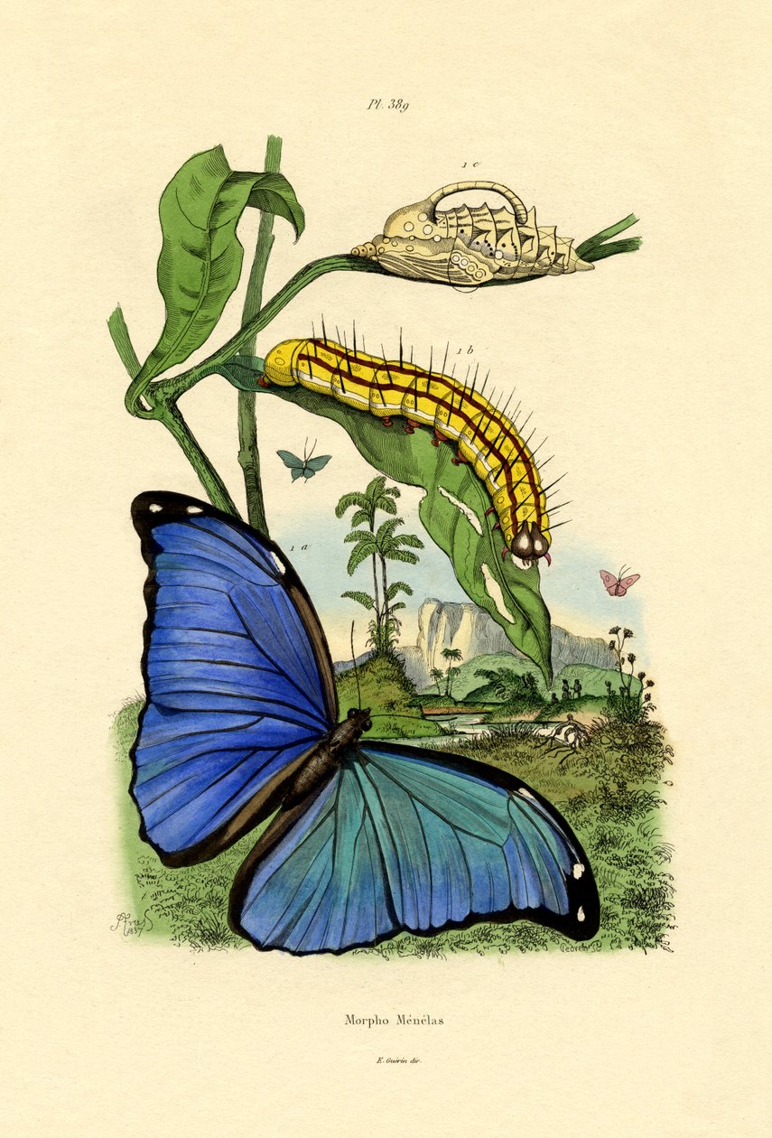 Blue Morpho, 1833-39 tekijältä French School