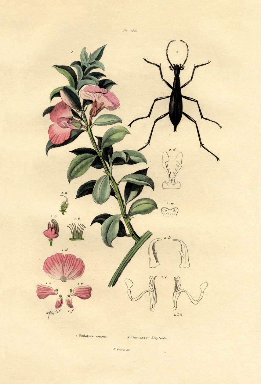 Sininen villi indigo, 1833-39 tekijältä French School