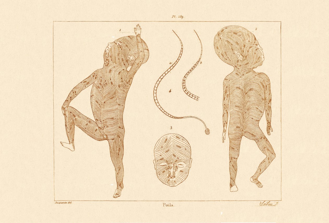 Body Hair, 1833-39 tekijältä French School