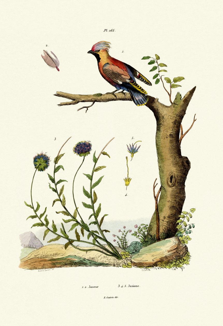 Bohemian Waxwing, 1833-39 tekijältä French School