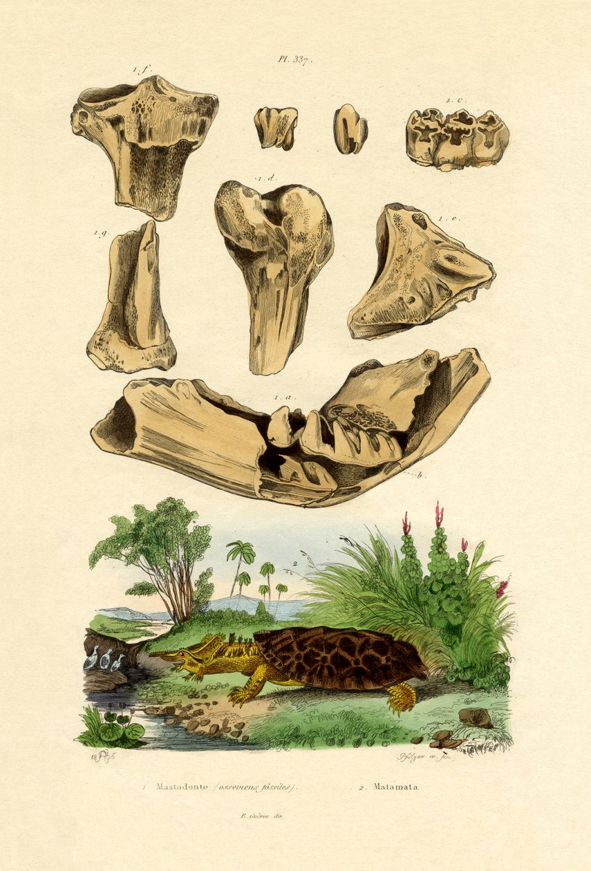 Luun fossiilit, 1833-39 tekijältä French School
