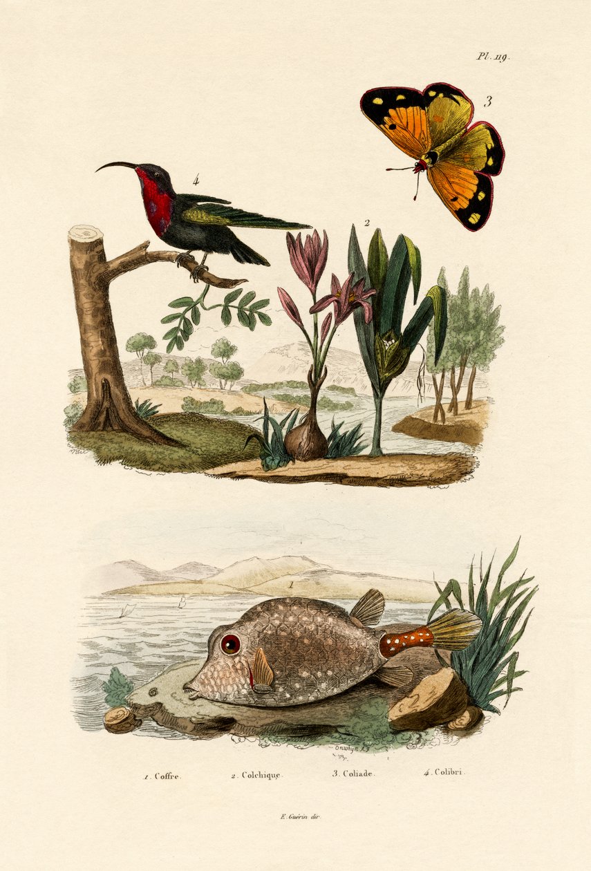 Boxfish, 1833-39 tekijältä French School