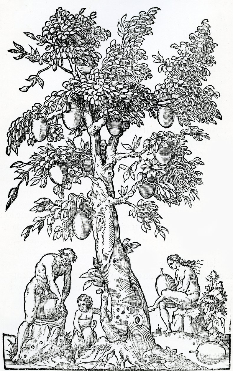 Leipähedelmäsato, kuvitus Singularities of France Antarktiquesta, Andre de Thevet, 1558 tekijältä French School
