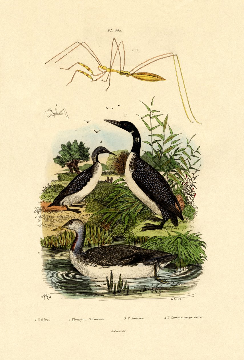 Bug, 1833-39 tekijältä French School