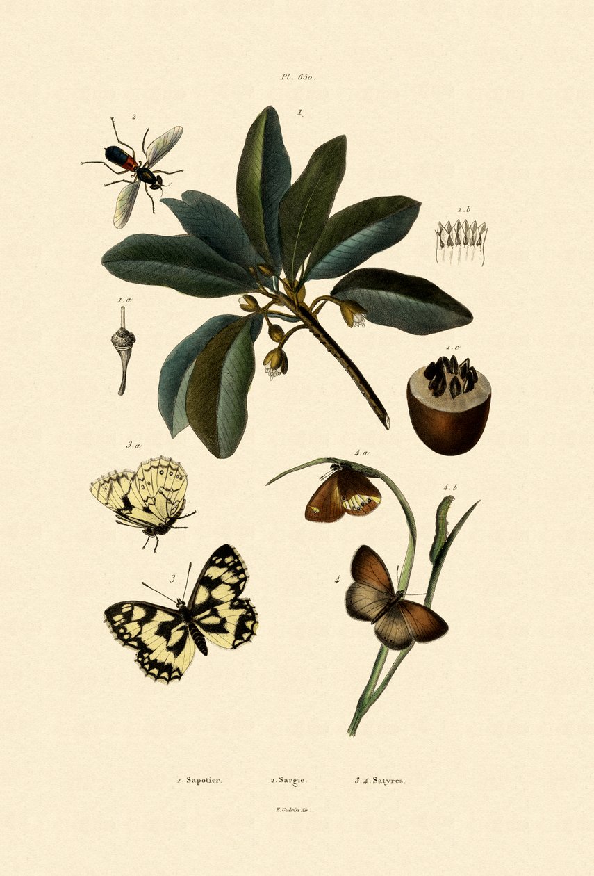 Perhonen, 1833-39 tekijältä French School