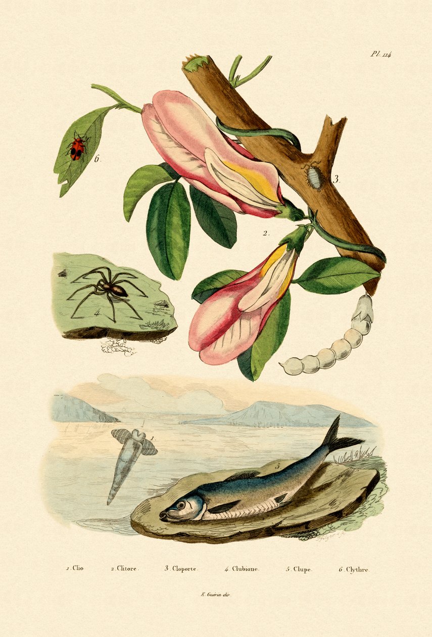 Perhosherne, 1833-39 tekijältä French School