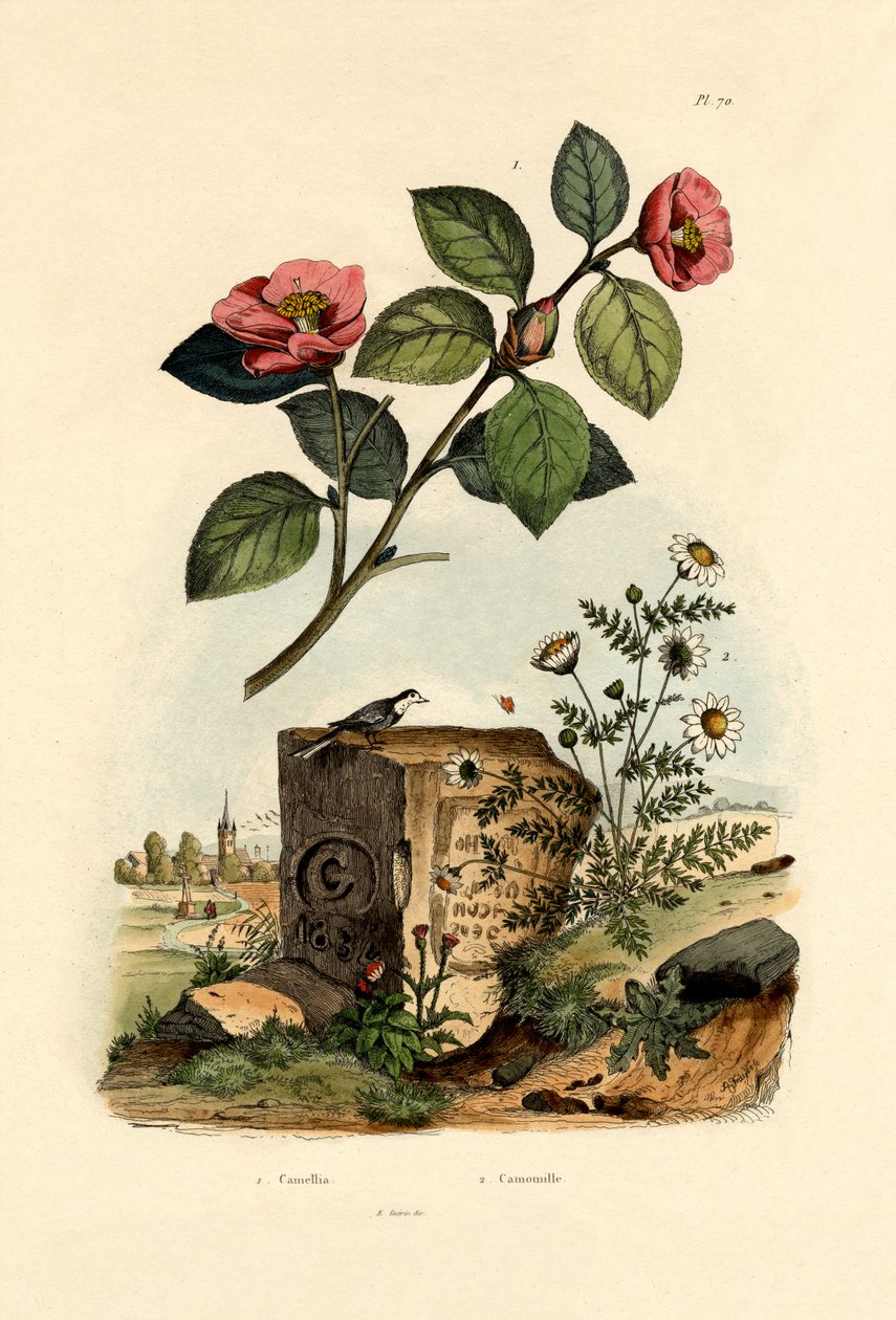 Camellia, 1833-39 tekijältä French School