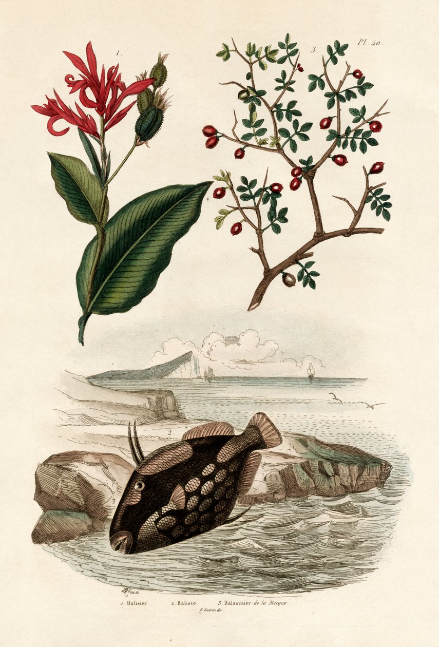 Canna, 1833-39 tekijältä French School