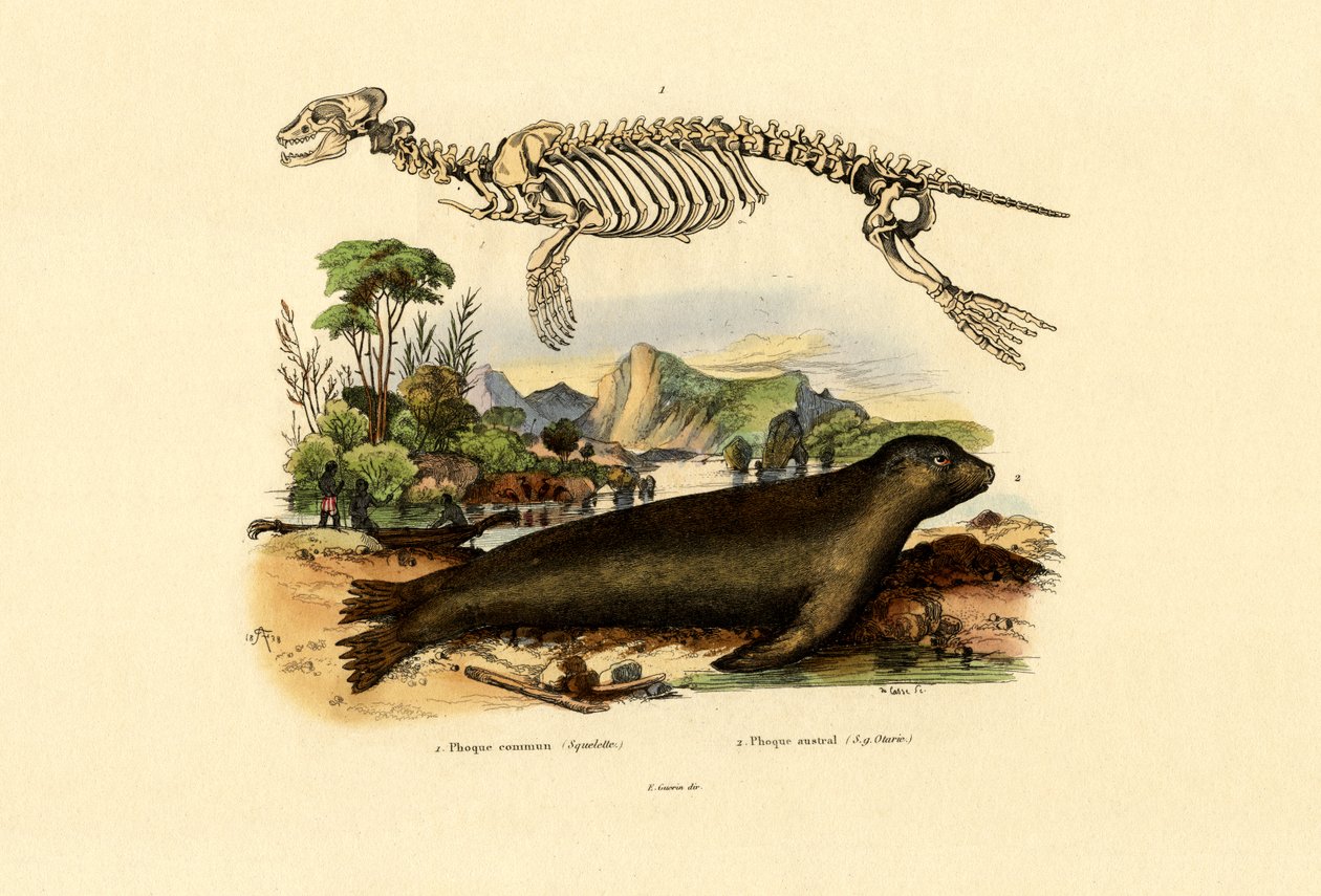 Cape Fur Seal, 1833-39 tekijältä French School