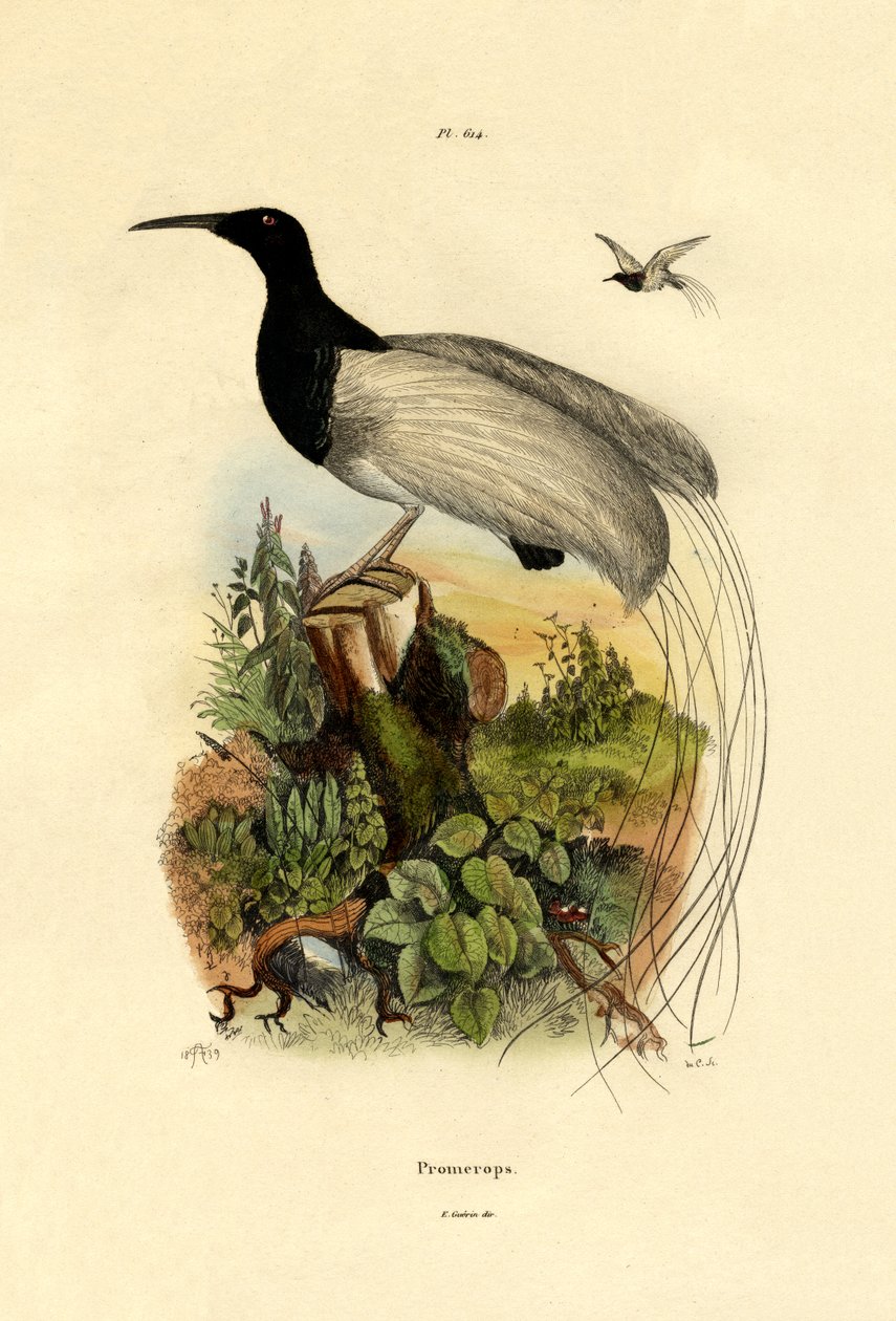 Cape sugarbird, 1833-39 tekijältä French School