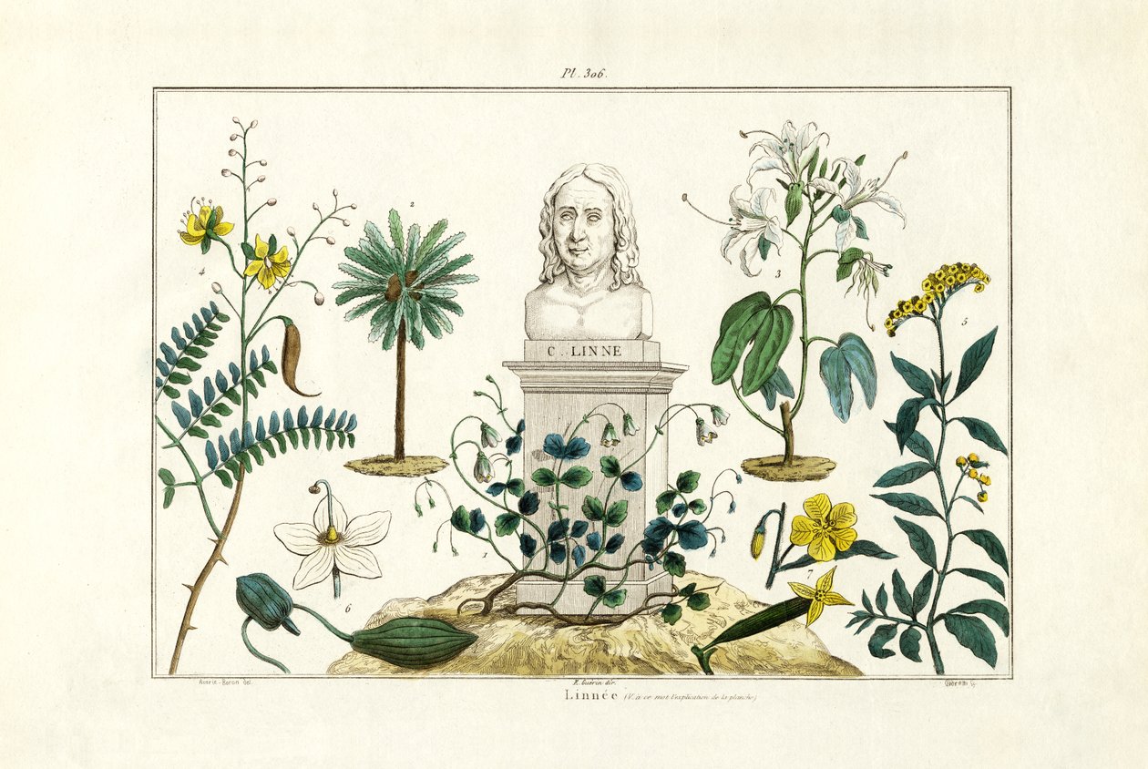Carl von Linnée, 1833-39 tekijältä French School