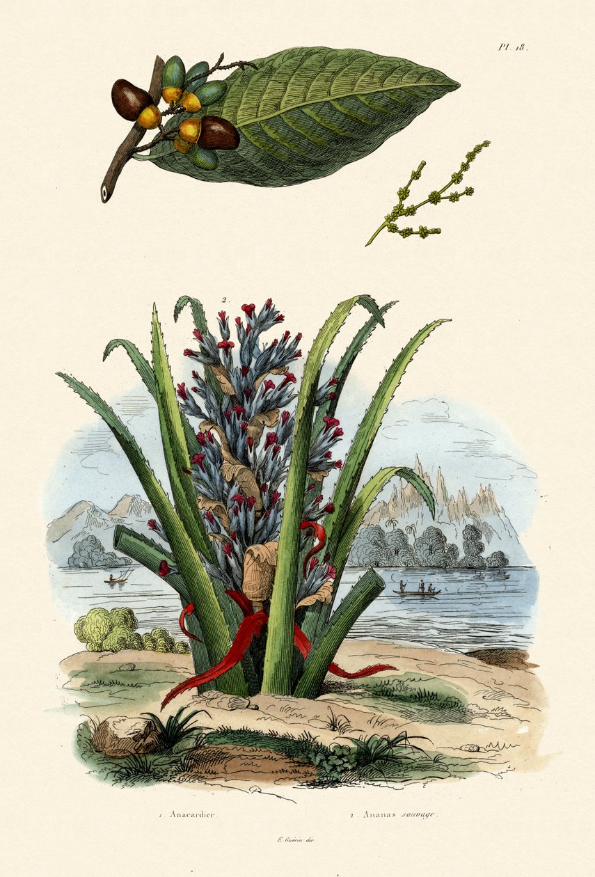Cashew Tree, 1833-39 tekijältä French School