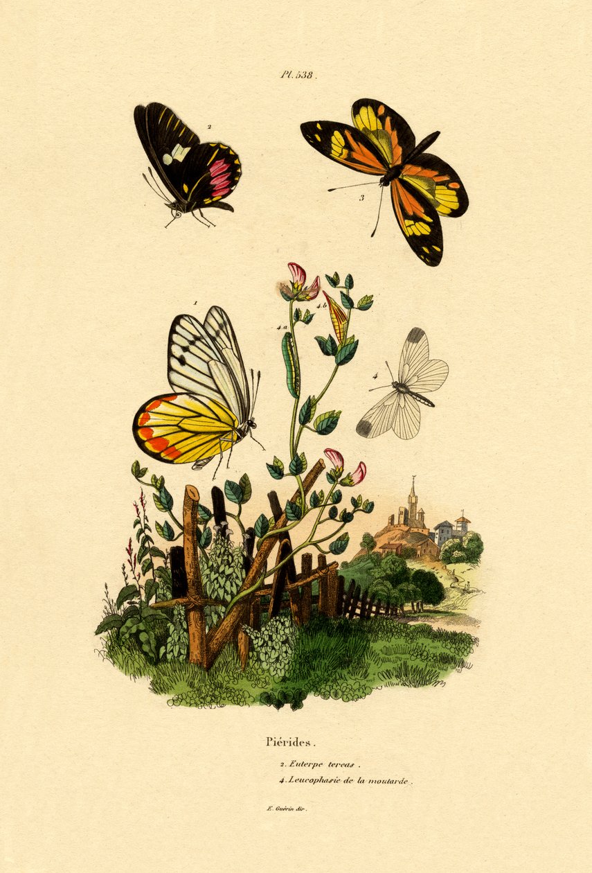 Cattheart Mimic-White, 1833-39 tekijältä French School