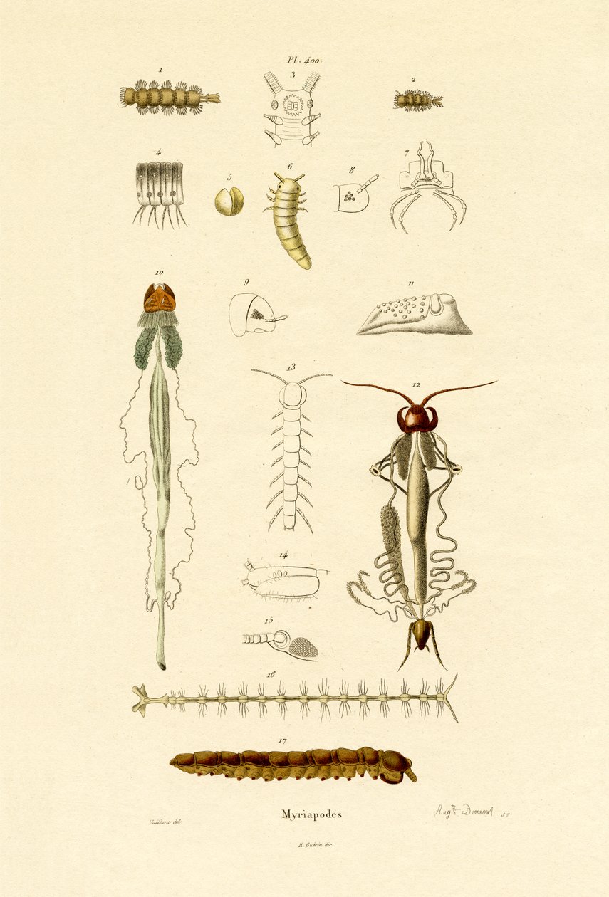 Satajalkainen, 1833-39 tekijältä French School