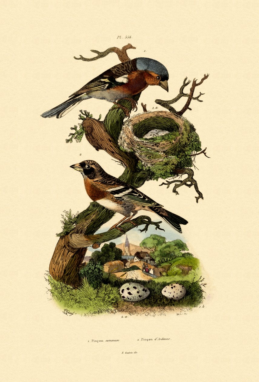 Chaffinch, 1833-39 tekijältä French School