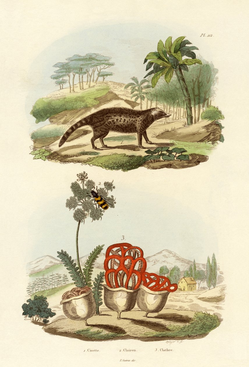 Civet, 1833-39 tekijältä French School