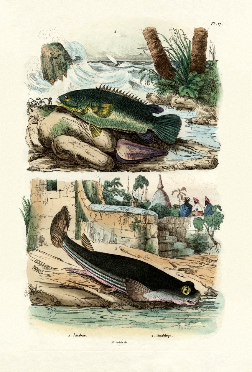 Kiipeilyahven, 1833-39 tekijältä French School