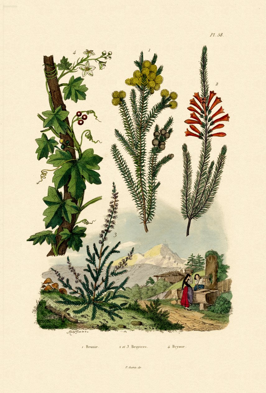 Coffee Bush, 1833-39 tekijältä French School