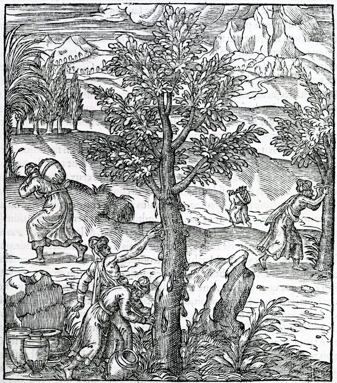 Suitsukkeen kerääminen mäntypuista, kuvitus Cosmographie Universellesta, Andre de Thevet, 1575 tekijältä French School