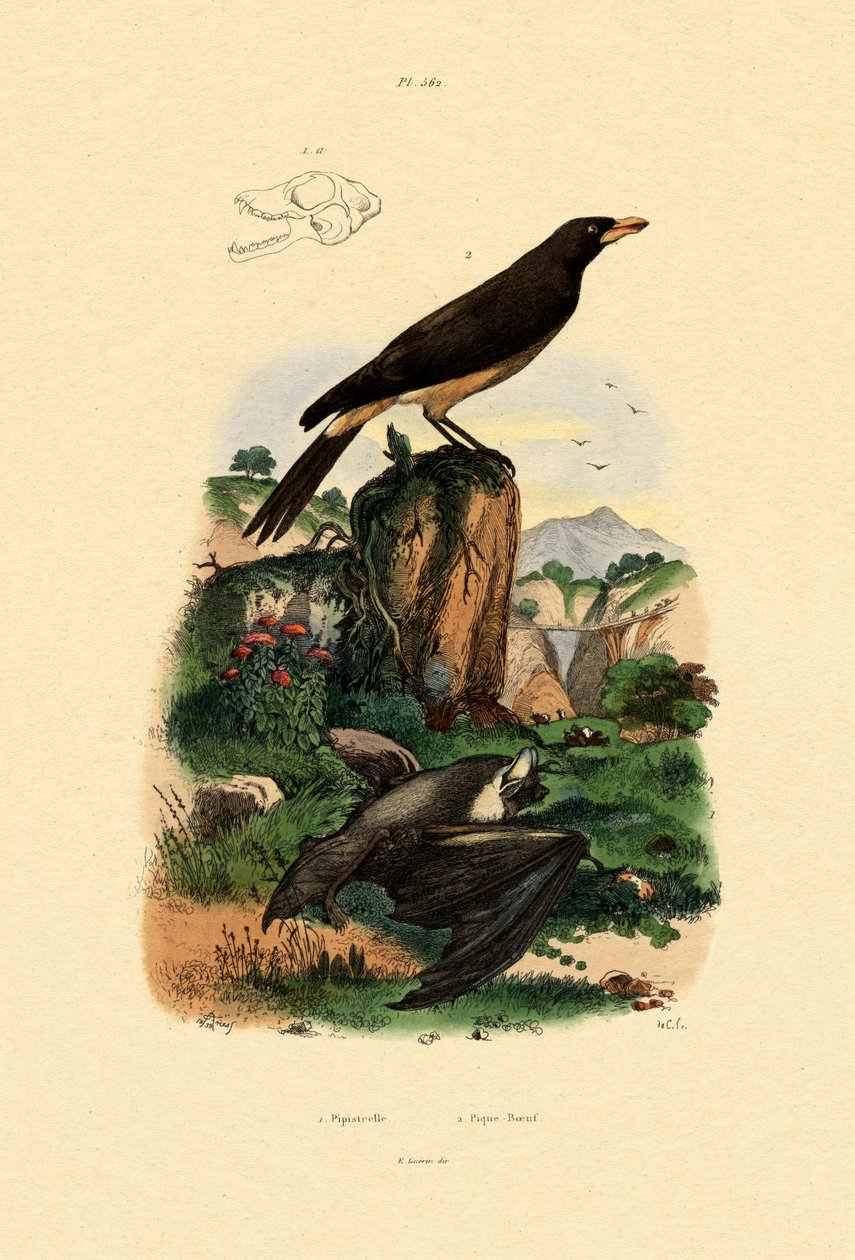 Common Pipistrelle, 1833-39 tekijältä French School