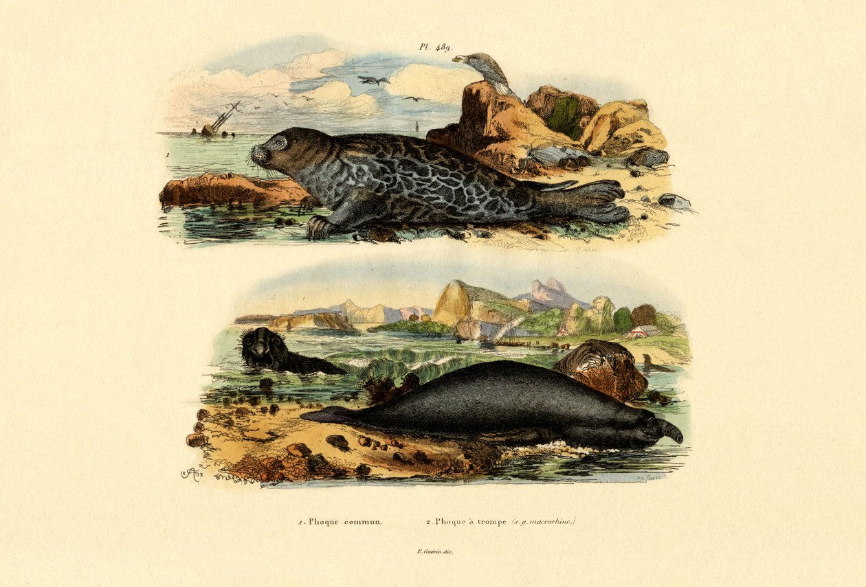 Common Seal, 1833-39 tekijältä French School