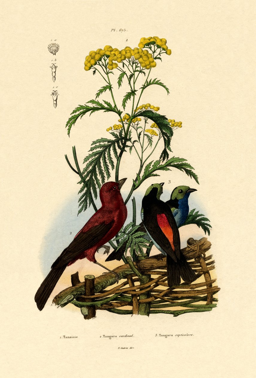 Common Tansy, 1833-39 tekijältä French School