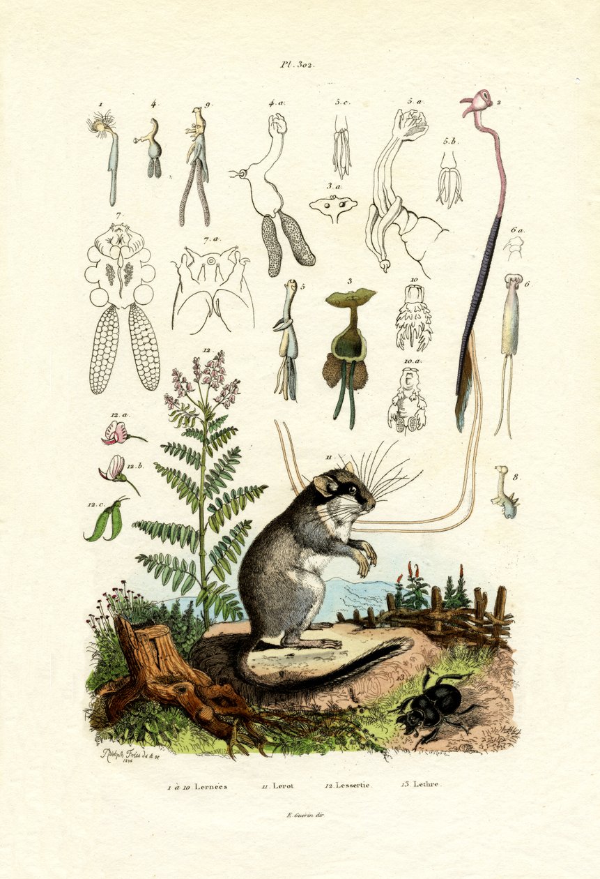 Copepods, 1833-39 tekijältä French School