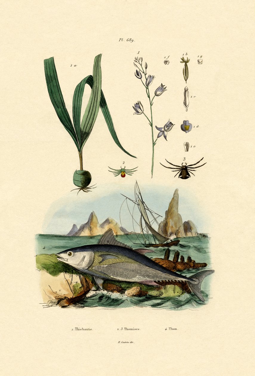 Rapuhämähäkki, 1833-39 tekijältä French School