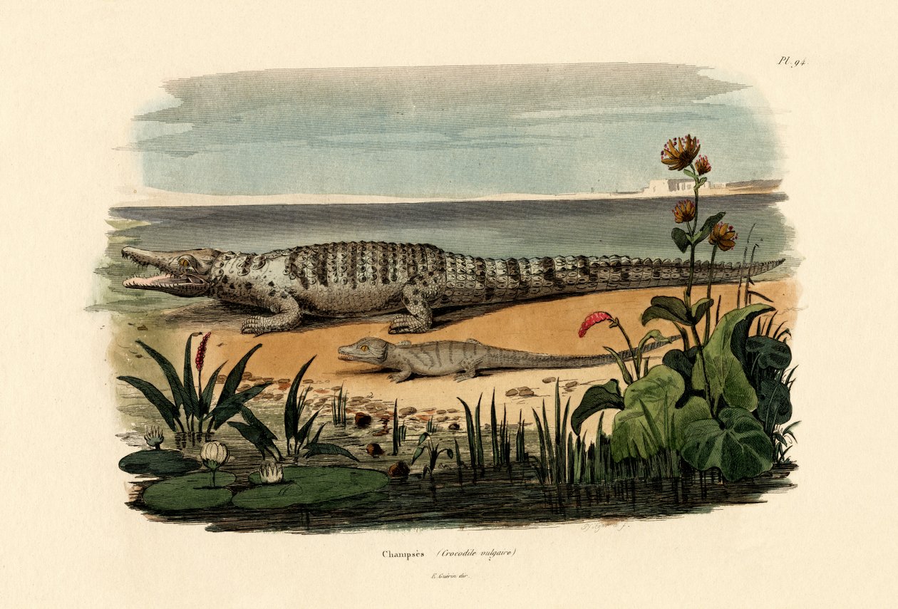 Krokotiilit, 1833-39 tekijältä French School