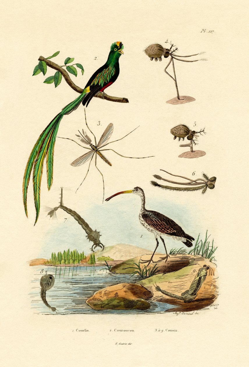 Curlew, 1833-39 tekijältä French School