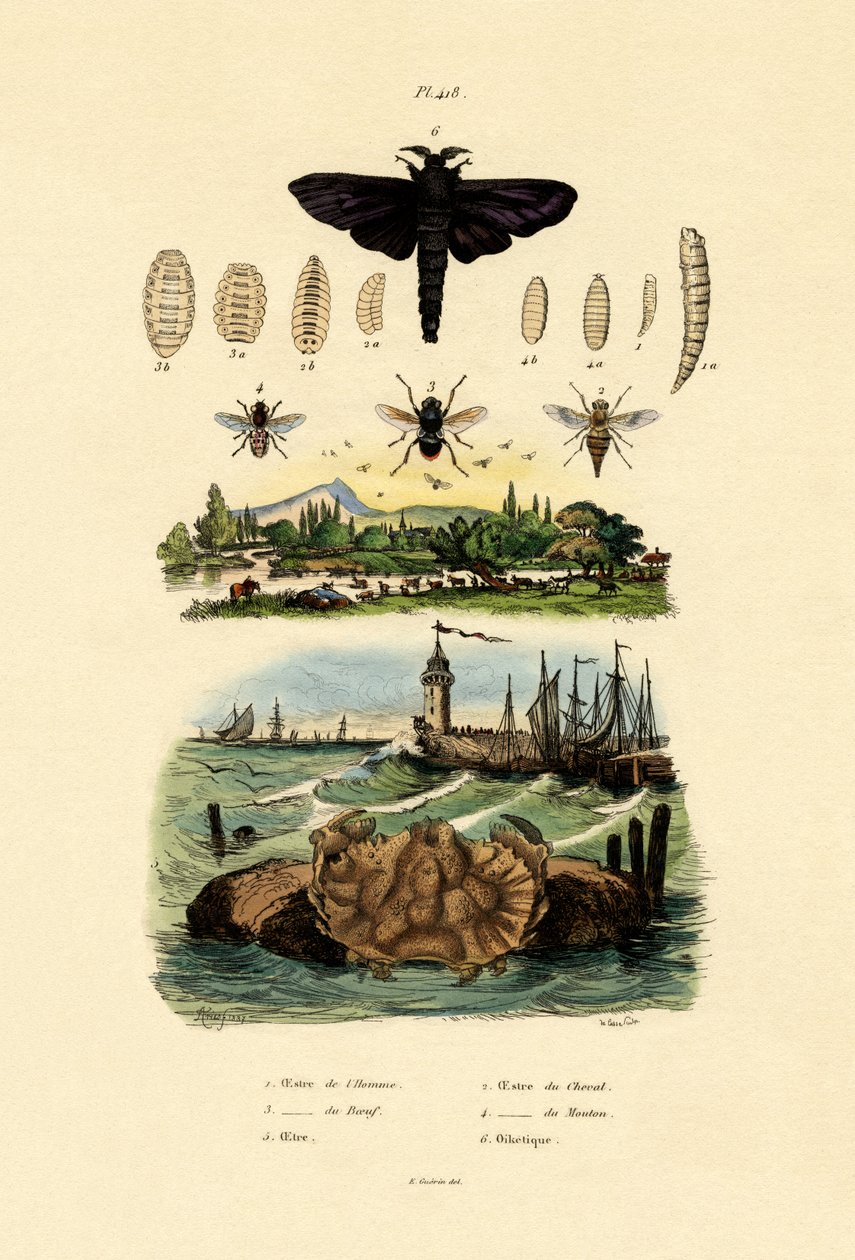 Dark Giant Horsefly, 1833-39 tekijältä French School