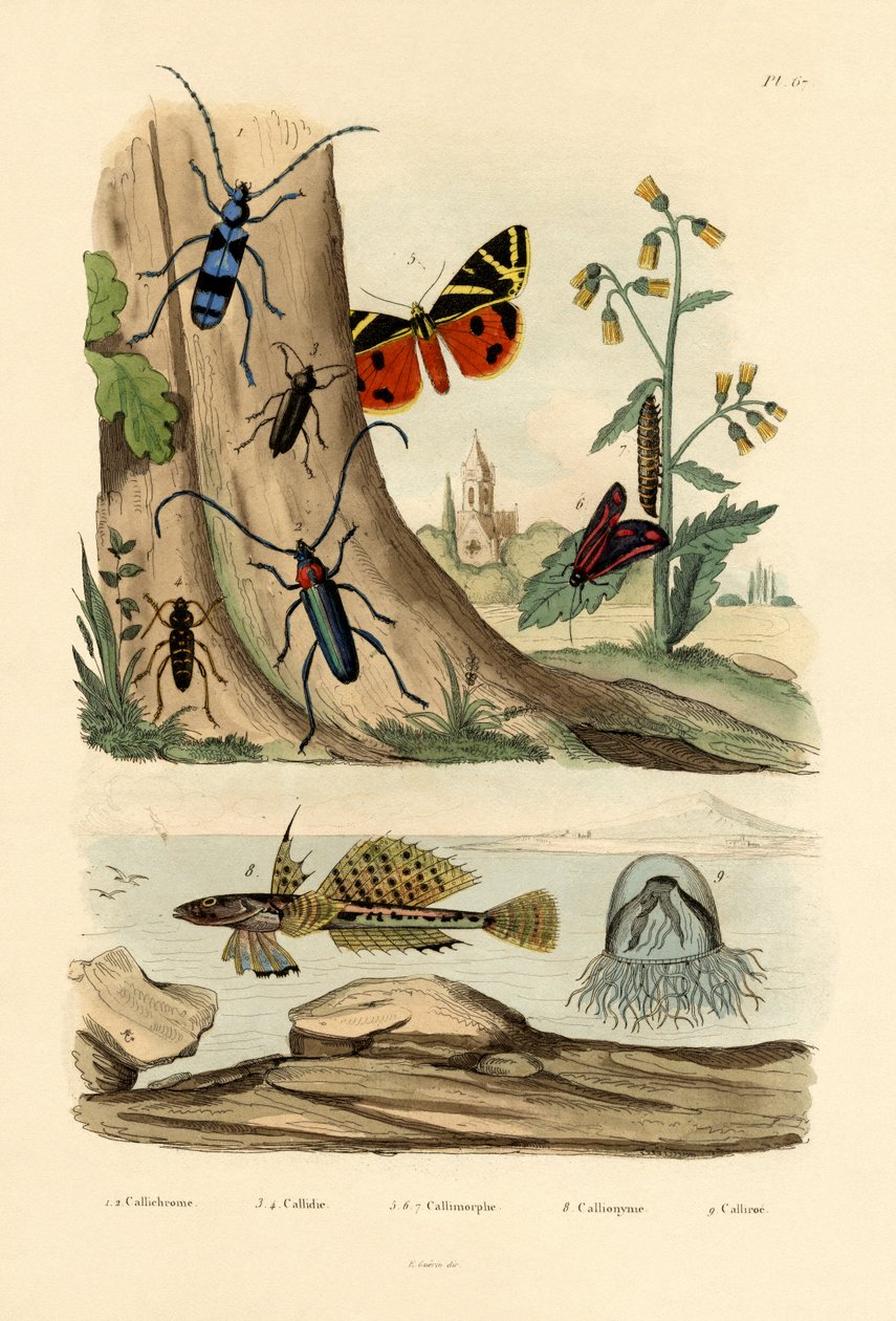 Dew Moth, 1833-39 tekijältä French School