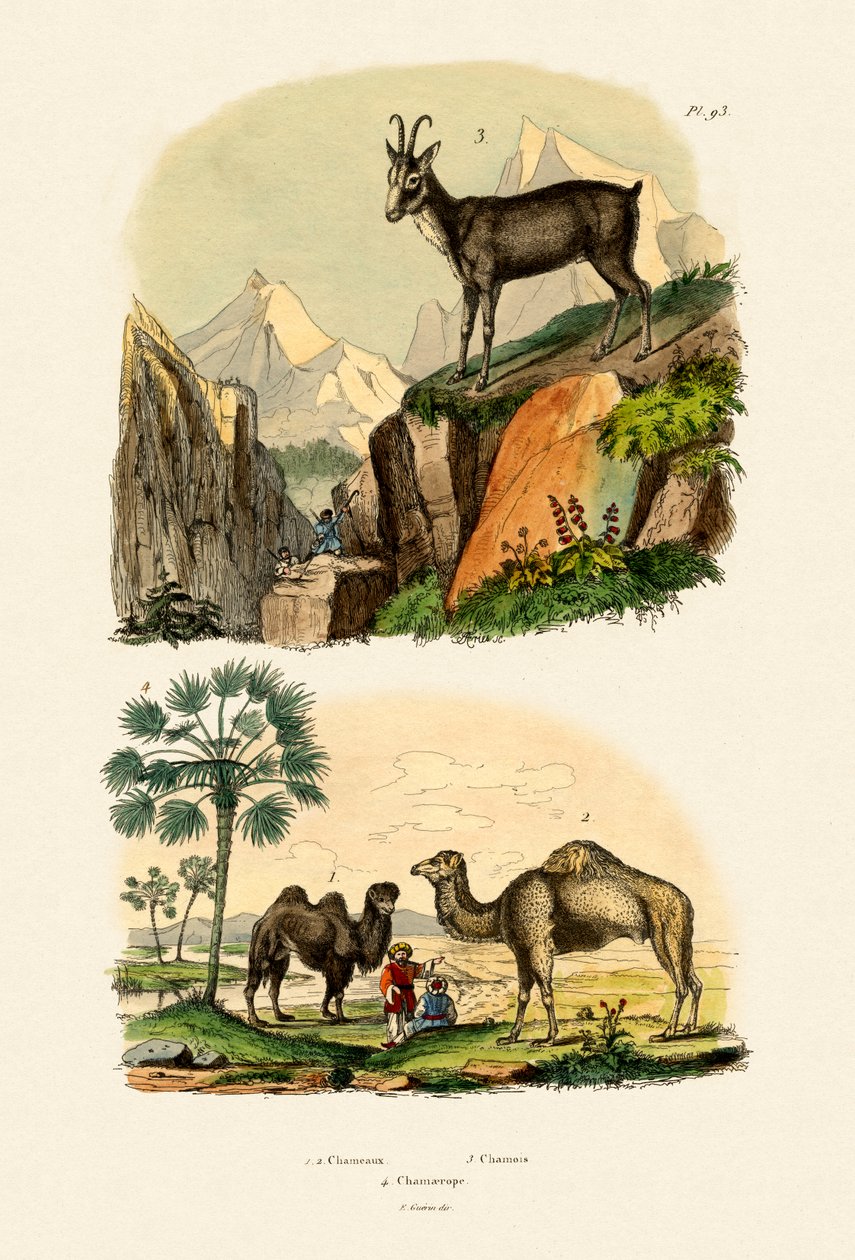Dromedaari, 1833-39 tekijältä French School